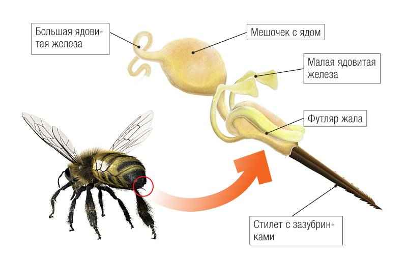 На фото описано строение ос